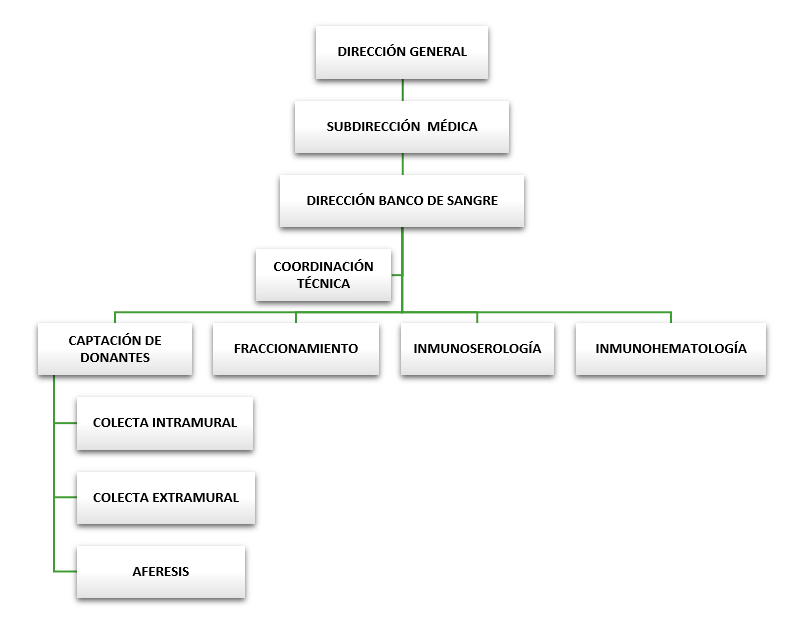 organigrama-BS Banco de Sangre